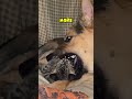 095 fearless kitten plays in the jaws of a guardian dog animal friendship funnyanimals cat