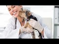 How to Find Cheaper or Free Vet Care