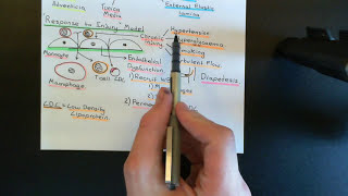 Atherosclerosis Part 4