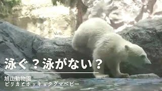 旭山動物園　ホッキョクグマの赤ちゃんは泳ぐ？泳がない？　ピリカが泳ぐ瞬間！　ホッキョクグマの赤ちゃん