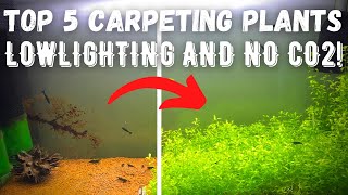 Top 5 Easiest Carpeting Plants (No Co2, No High Lighting)