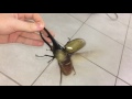 Largest beetle in the world flies !