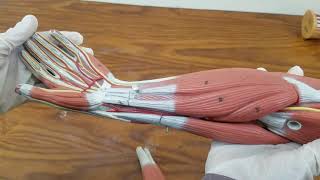 ANATOMY OSPE, UPPERLIMB MODEL