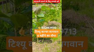 सागवान का पौधा|| Tissue culture teak plant #agriculture #indianfarmer #farmer #kisan #shivashakti