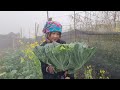 lý pana harvests cabbage cauliflower to sell chee finishes the pigsty for pana s aunt