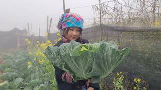 Lý Pana harvests cabbage, cauliflower to sell, Chee finishes the pigsty for Pana's aunt