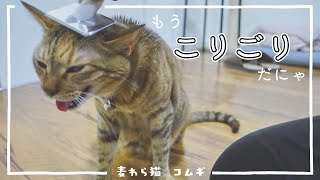 うちの猫にはペットホテルは無理でした