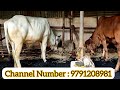 கம்மி விலையில் தரமான ஓர் கிர் கிராஸ் பசு cowsales gir kumbakonam பனசைcowsales