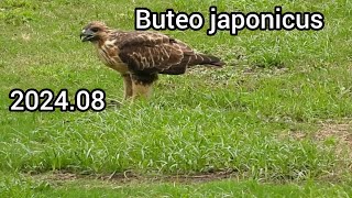 Eastern buzzard (Japanese buzzard) | Land birds in the park