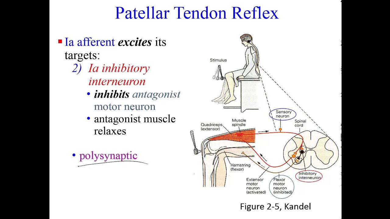 Neural Circuits - YouTube