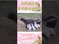 狗媽是真的辛苦，竟然還要給豬餵奶！ animals dogs shorts