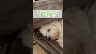 幸せそうな顔で寝ている愛犬に癒される【マルチーズ】#shorts