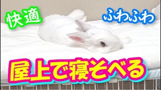 屋上の寝心地ふわふわで最高！！【赤ちゃんうさぎの成長日記】