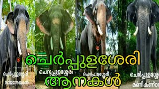 ചെർപ്പുളശേരി ആനകൾ part 1 cherppulashery anakal part 1