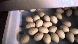 all about hatching/raising chicks part 1of2