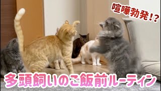 【喧嘩勃発⁉︎】多頭飼いのご飯ルーティン