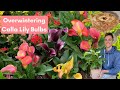 OVERWINTER CALLA LILY BULBS - Complete Instructions on How to Save Calla Bulbs