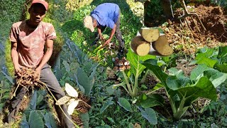 Yellow Yam Digging On the Farm