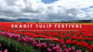 Skagit Tulip Festival | Travel Vlog 4K