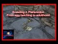 Ark Easy how to Breed a Bird, Pteranodon Egg Hatching to Adulthood **OUTDATED historical video..