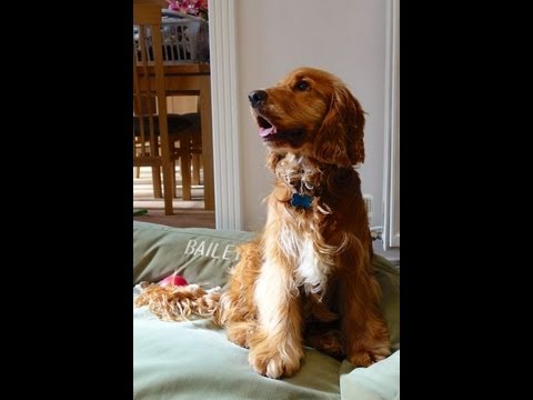 How to stop your dog barking in the garden How to stop your dog barking in the garden