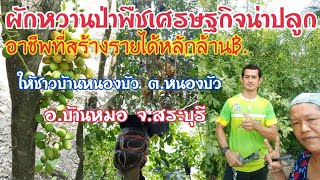 สวนผักหวานป่าเงินล้าน| #พืชเศรษฐกิจที่น่าปลูกปี63 |#สวนผักหวานป่าสินสวสัดิ์ Ep.42