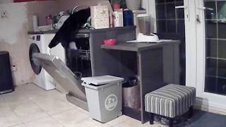 Security camera reveals mystery home invaders were neighborhood cats | SWNS