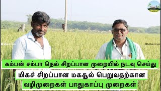 🟢மிகச் சிறப்பான மகசூல்! கம்பன் சம்பா நெல் சாகுபடி🟢 Kamban Samba Paddy Cultivation 🟢Dr.விவசாயம்