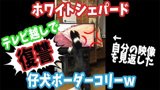 テレビ越しに文句を言う仔犬ボーダーコリーが面白すぎたw【ホワイトシェパード】