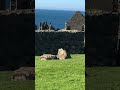 The Giant's Causeway. #travel #ireland #nature