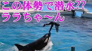 ララちゃんステキ😍トレーナーさんチャーミング😍 鴨川シーワールド シャチ Orcas at Kamogawa Sea World in Japan