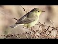 birds singing melodious warbler sounds of nature