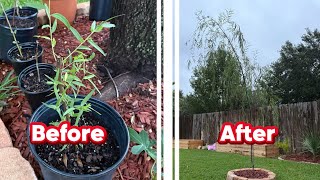 How To Grow Your Willow Trees 2x Faster No Bs Tips