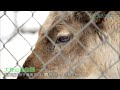 もふもふトナカイ　雪の中でもぐもぐお食事（秋田市大森山動物園）