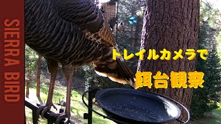 [野鳥観察] トレイルカメラで餌台観察 3/7　巨大な鳥が来ちゃったので小鳥たちの餌があっという間になくなっちゃいました。