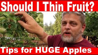 Benefits of Thinning Apple Trees - Bigger Fruit and Healthier Trees