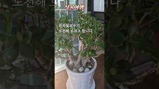 #염좌꽃피우기  도전해 보려고 합니다 #다육식물 #가드닝 #多肉植物 #succulent