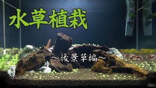 【アクアリウム】水草植栽（後編）ロタラ、ルドウィジア等の後景草【60cm水槽#03】