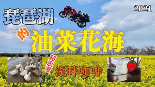 【日本機車遊記》去琵琶湖看滿滿的油菜花田 | 超浪漫的湖畔咖啡店