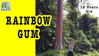 How Rainbow Gums Flourish in 12 Years within Australia (Eucalyptus deglupta)