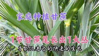 家庭種植甘蔗拔節時期做好2點，甘蔗快速生長，積累糖分增加甜度