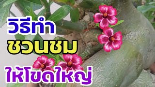 ทำแบบนี้! ชวนชมโขดใหญ่แน่นอน #ชวนชม #adenium