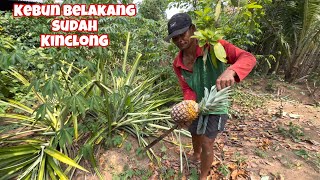 KEBUN BELAKANG RUMAH SUDAH BERSIH⁉️panen nanas madu lagi