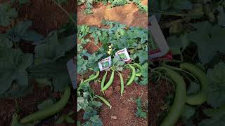 Lorven seeds F1 Hybrid sponge gourd rekha 👍🏻 #agriculture #farming #seeds