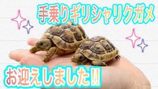 【リクガメ飼育】手乗りギリシャリクガメベビーを飼い始めた！！