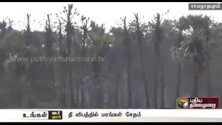 Fire destroys 250 acres of palm tree in Ramanathapuram