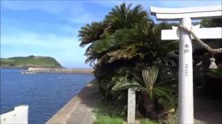 長崎県宇久島　「 三浦神社の大蘇鉄 」