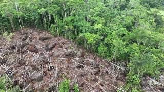 Recent clear-cutting in the Amazon