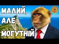 Gibraltar - Little Britain on the Edge of Europe | How Do People Live Between Two Continents?