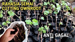 Terbaru cara semai cutting anggur ownroot anti gagal